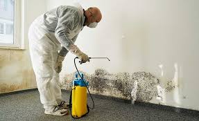 Best Residential Mold Inspection & Testing in Haledon, NJ